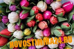 Депутат Госдумы дал совет по сохранению тюльпанов